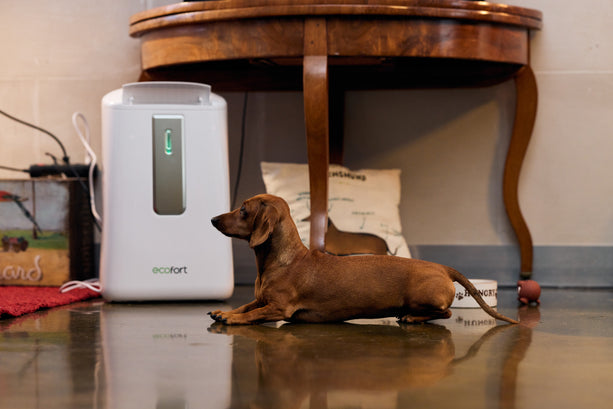 ecoQ DryAir 20L Luftentfeuchter mit Hygrostat, geeignet für Räume bis 50 m², Entfeuchtungsleistung 20 l/24h.